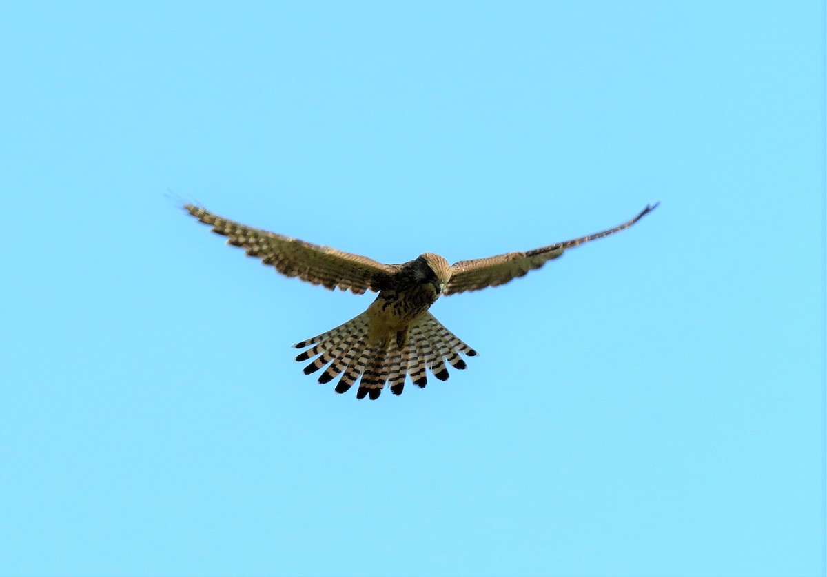 Eurasian Kestrel - ML469684651