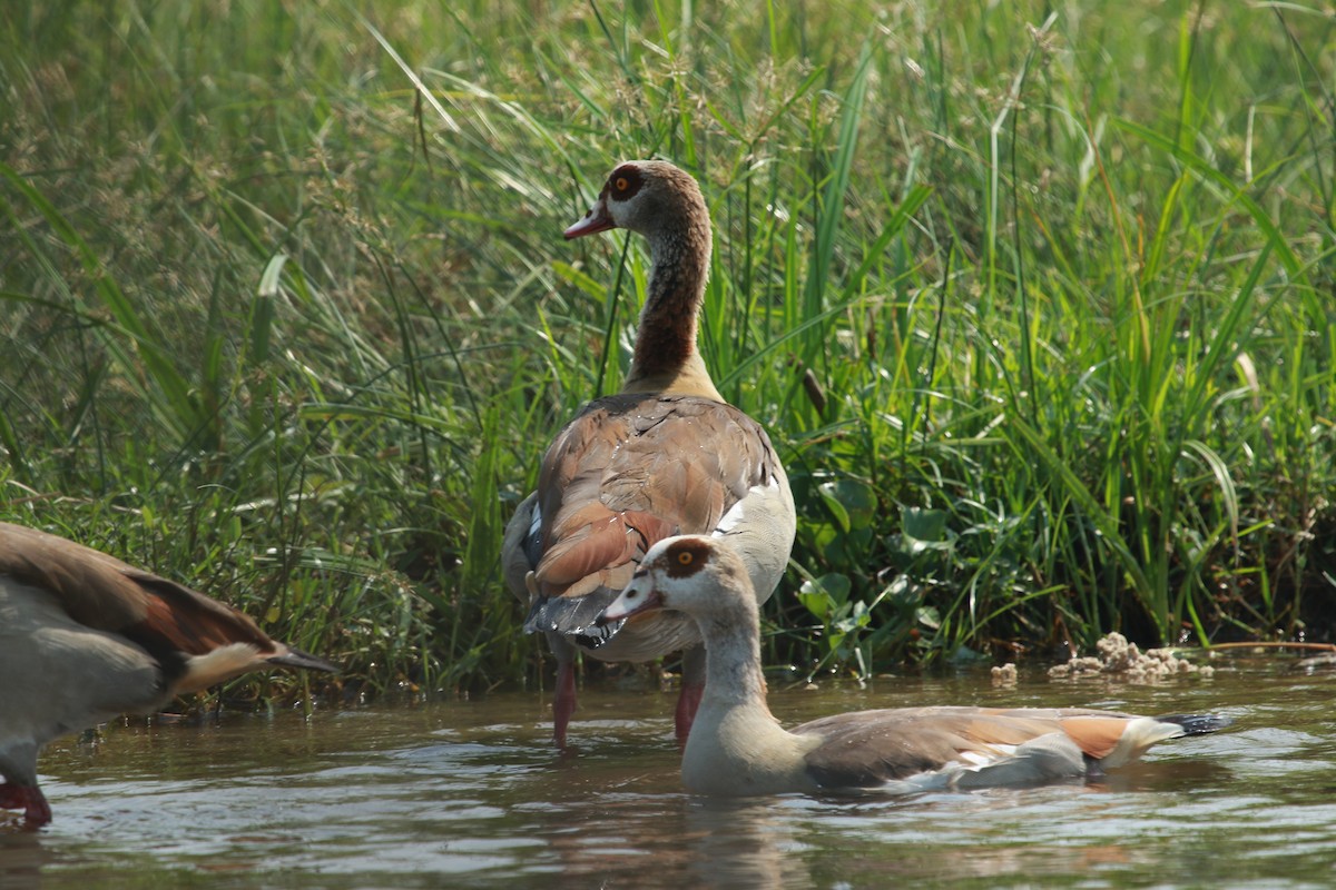 Egyptian Goose - ML469684991