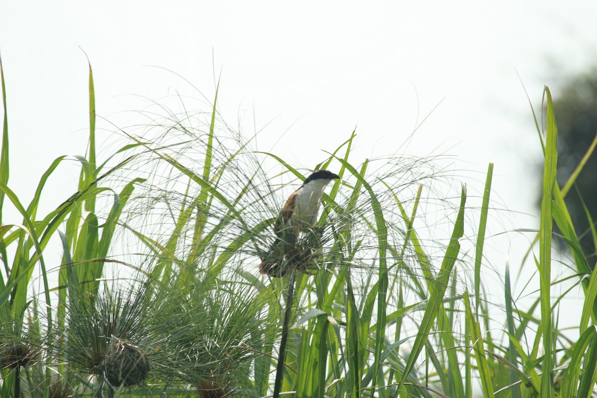 Blue-headed Coucal - Krist Crommen