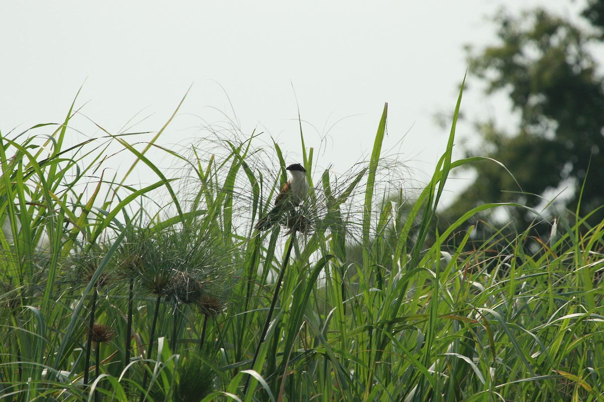 Blue-headed Coucal - Krist Crommen