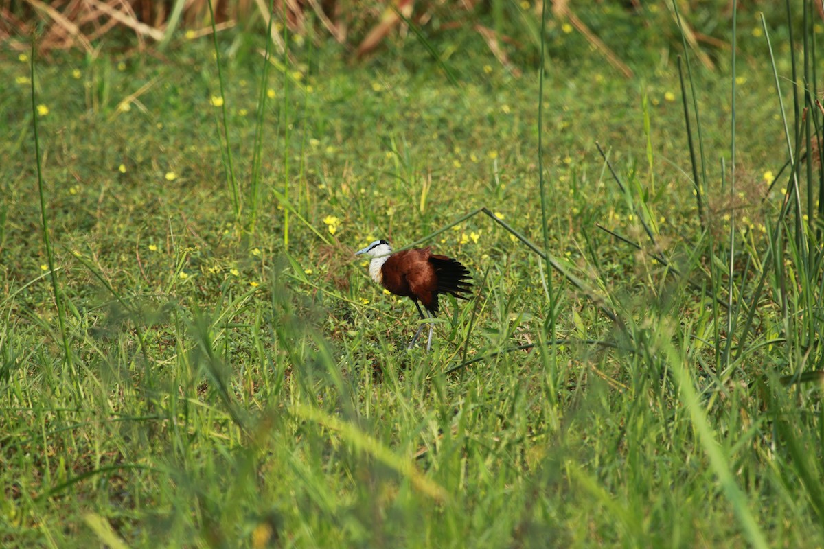 Jacana à poitrine dorée - ML469685831