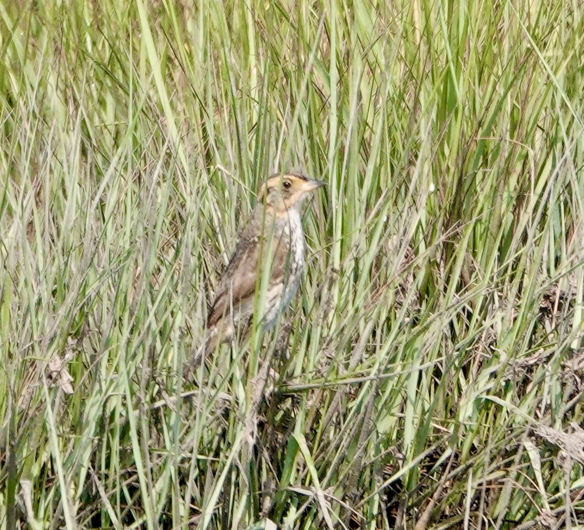 Saltmarsh Sparrow - Jim Carroll