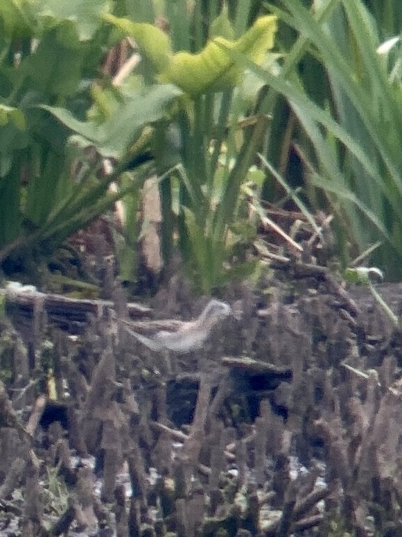 Phalarope de Wilson - ML469686401