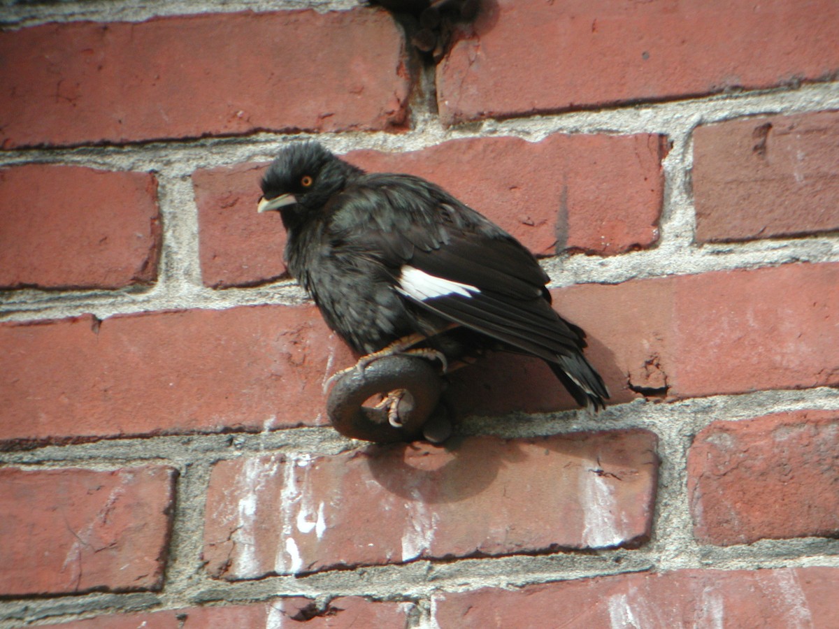 Crested Myna - ML46968701