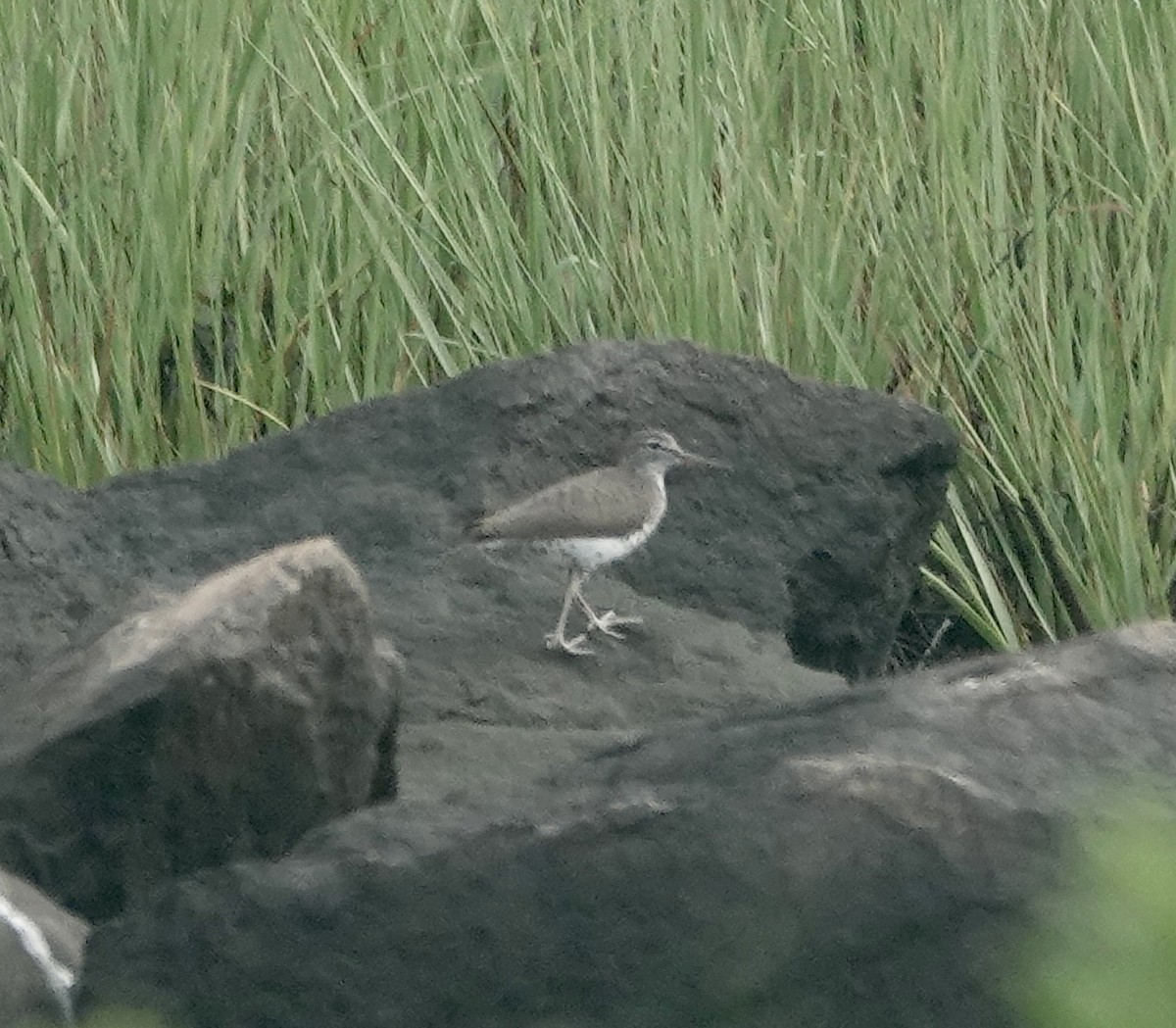 Spotted Sandpiper - Jim Carroll