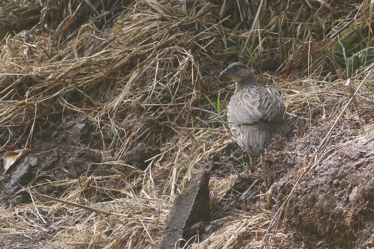 Erckel's Spurfowl - ML469687211