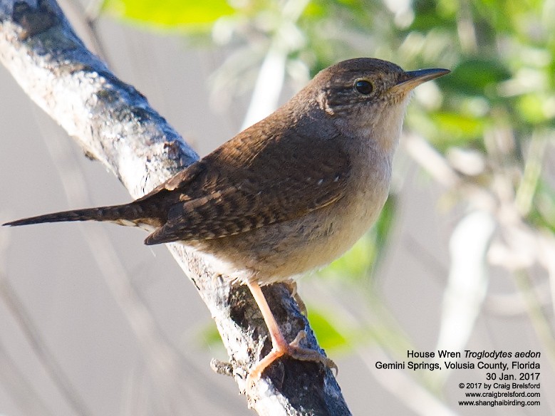 Northern House Wren - ML46968731