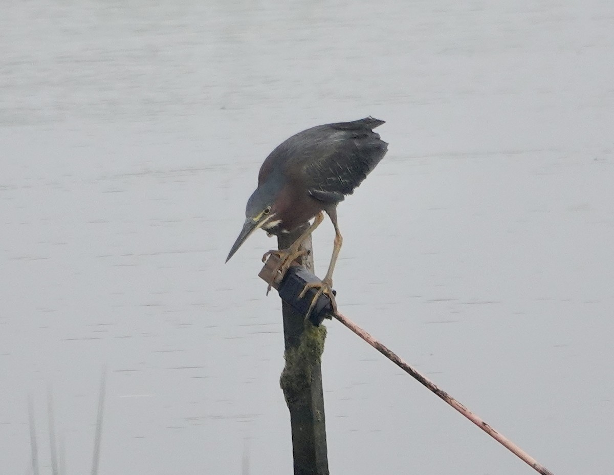 Green Heron - ML469687491