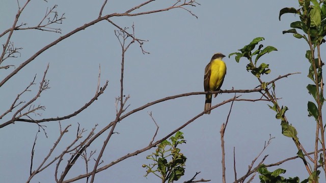 Красношапочный бентеви [группа similis] - ML469689