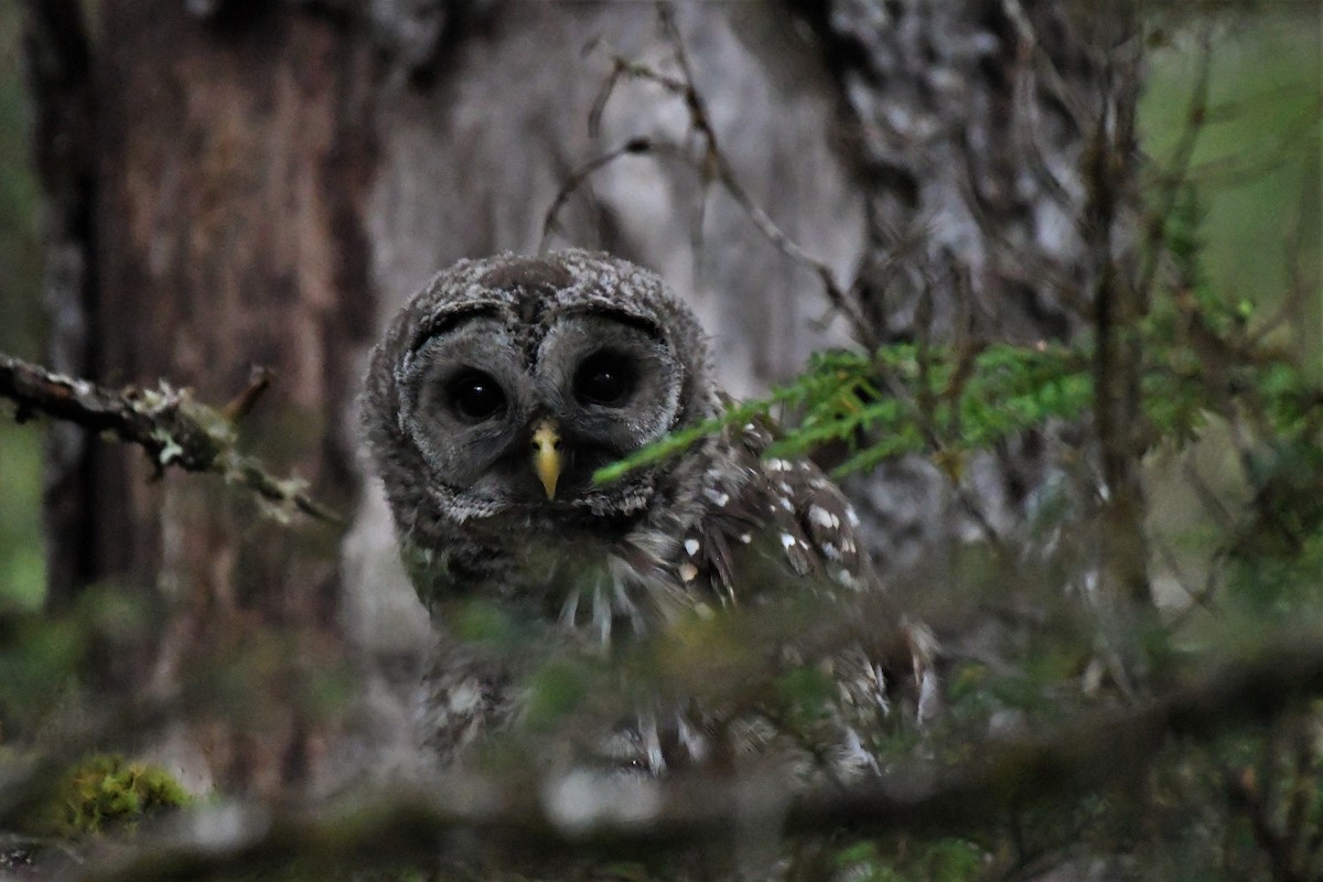 Barred Owl - ML469689571