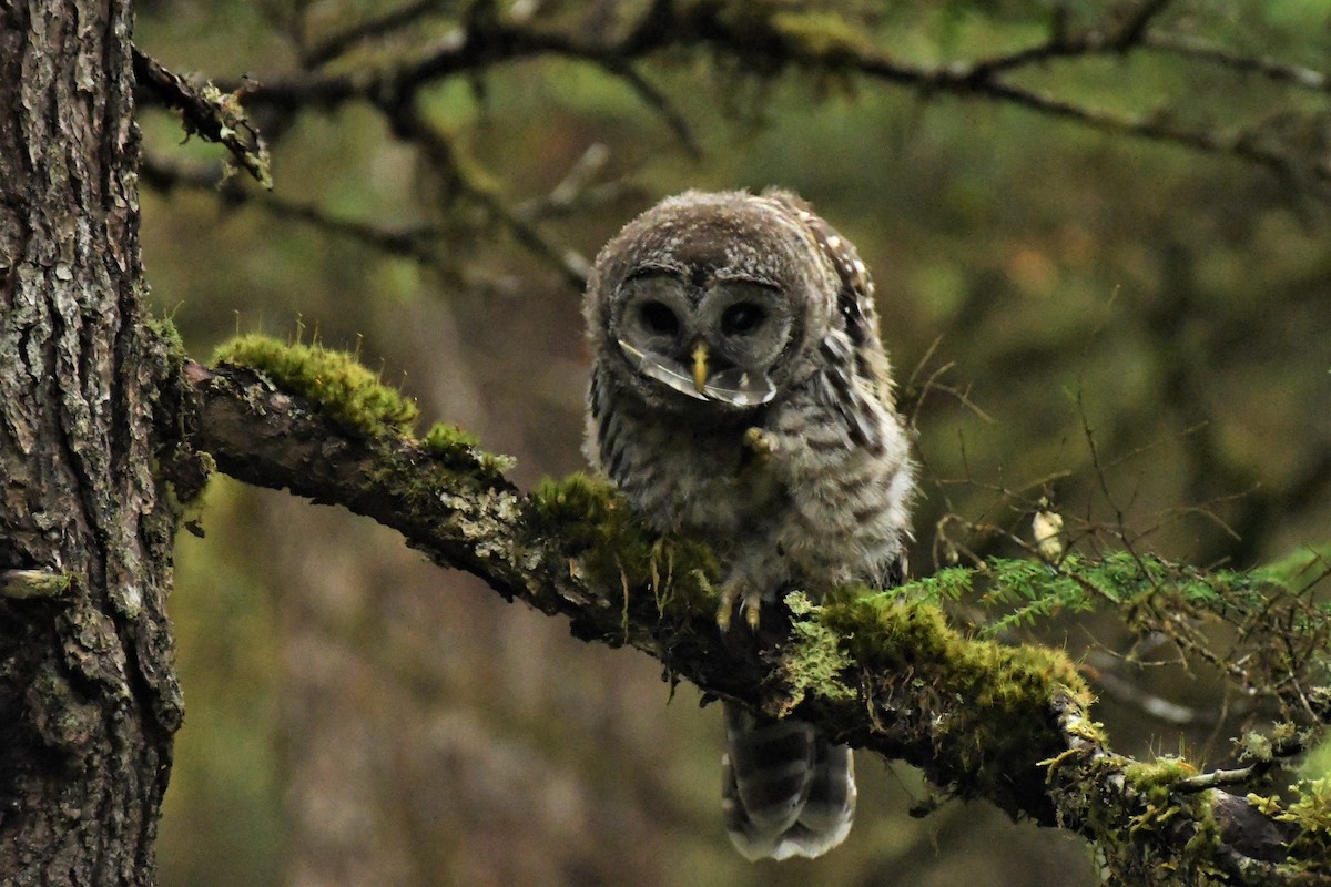 Barred Owl - ML469689581