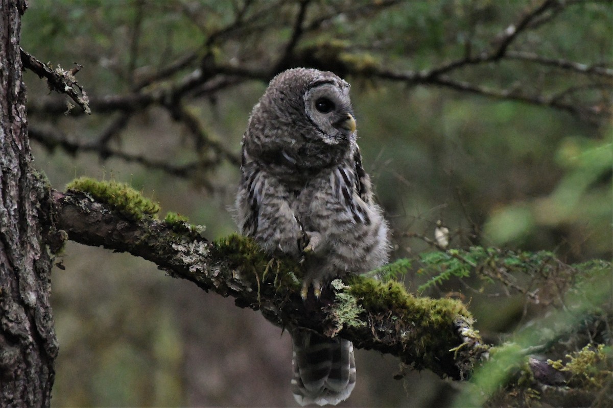 Barred Owl - ML469689641