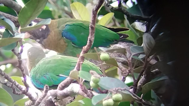 Brown-hooded Parrot - ML469689901