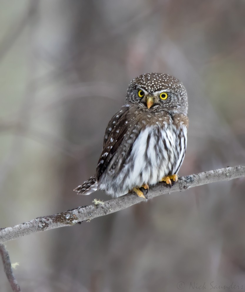 Northern Pygmy-Owl - Nick Saunders
