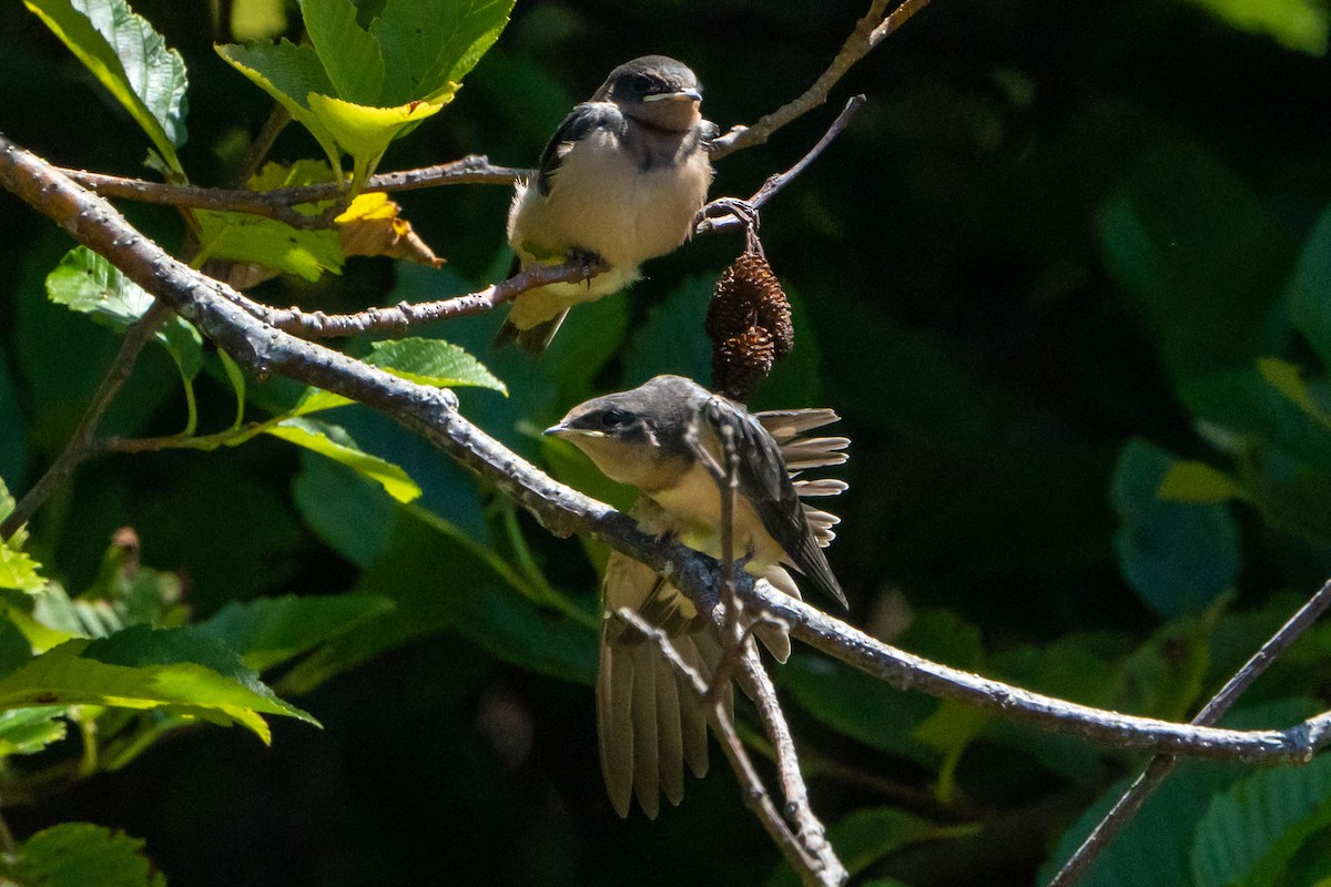 Barn Swallow - ML469690521