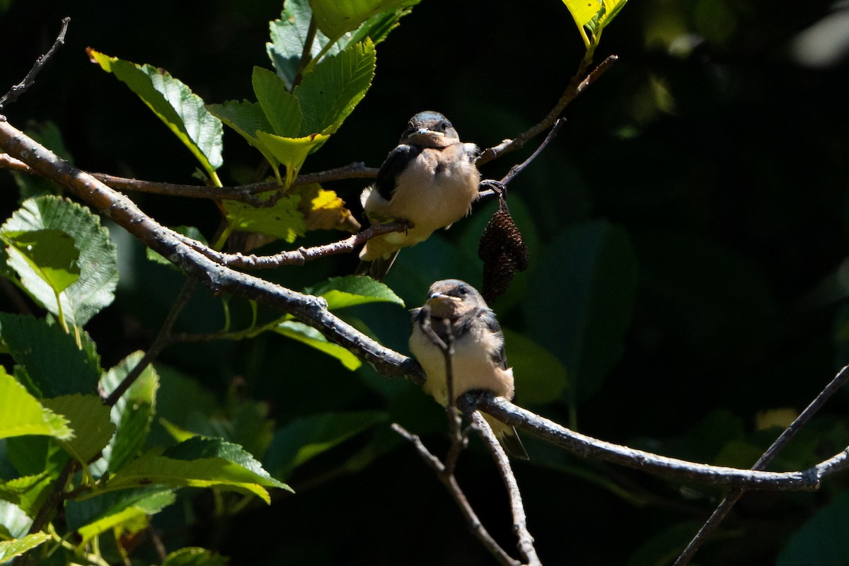 Barn Swallow - ML469690531