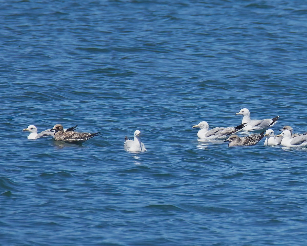 Gaviota Californiana - ML469693311