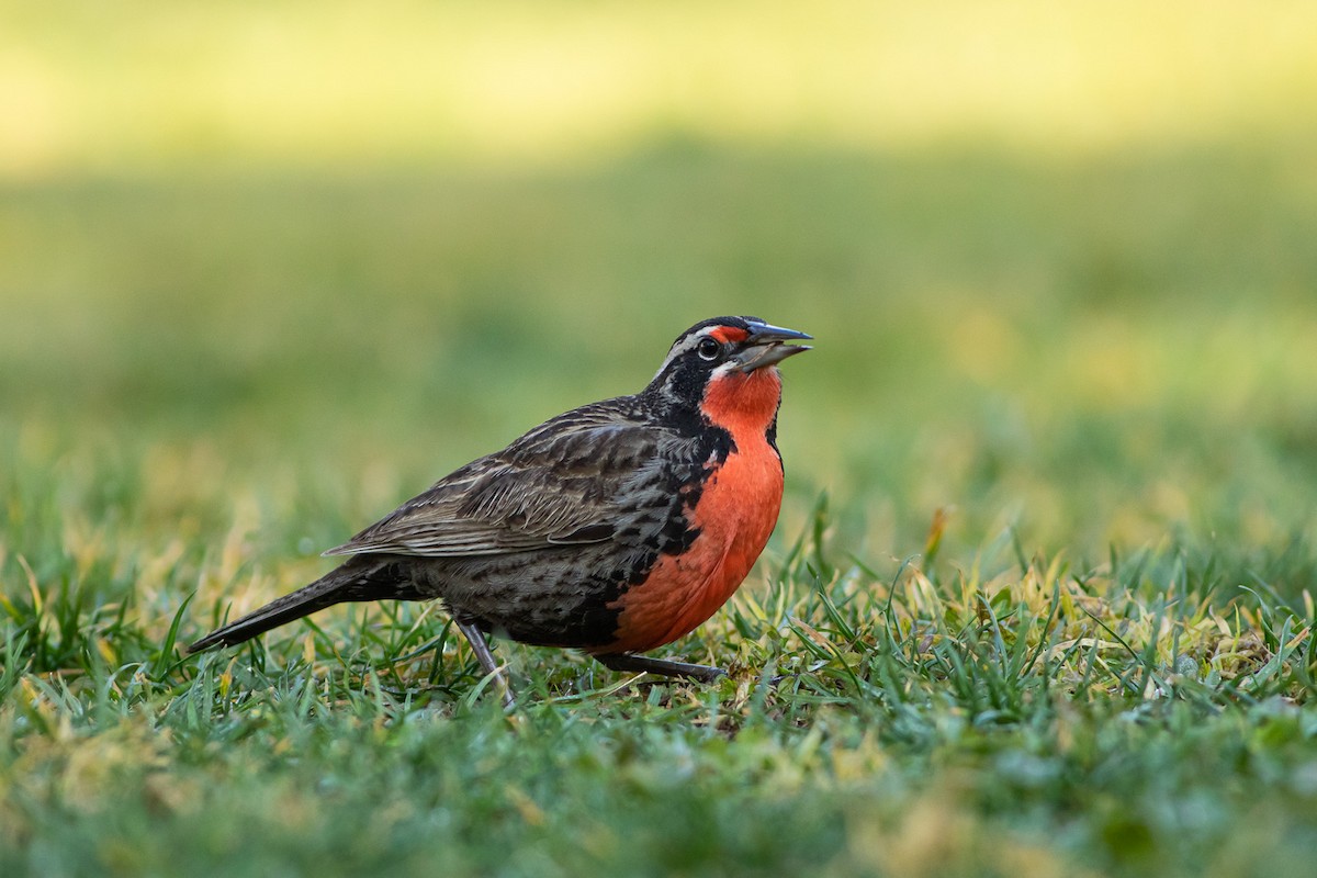 Long-tailed Meadowlark - Ariel Cabrera Foix