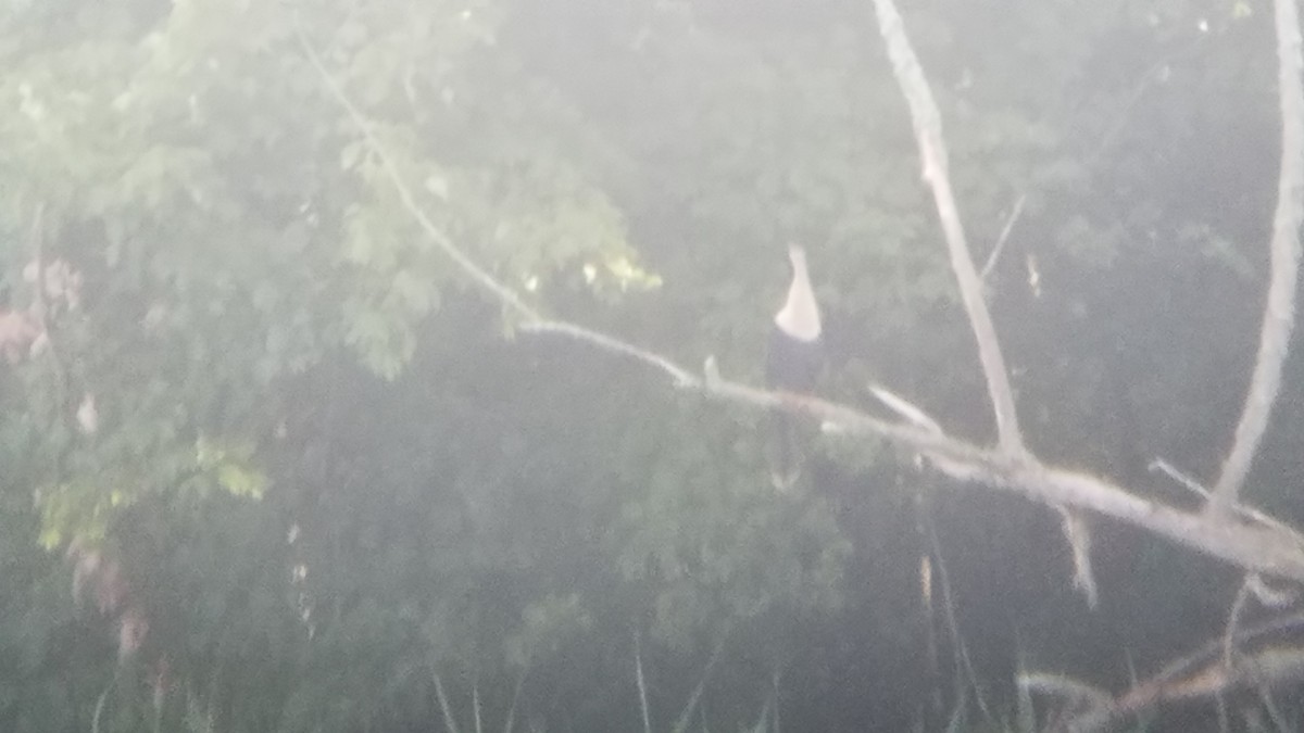 Anhinga - ML469694601