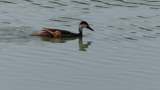 White-cheeked Pintail - ML469695421