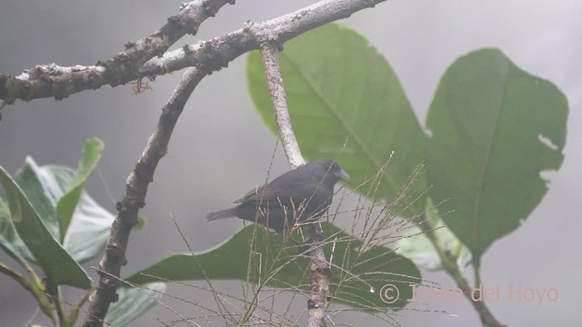 Slaty Finch - ML469698311