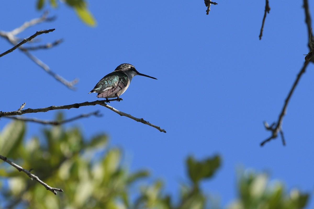 Ruby-throated Hummingbird - ML469698801