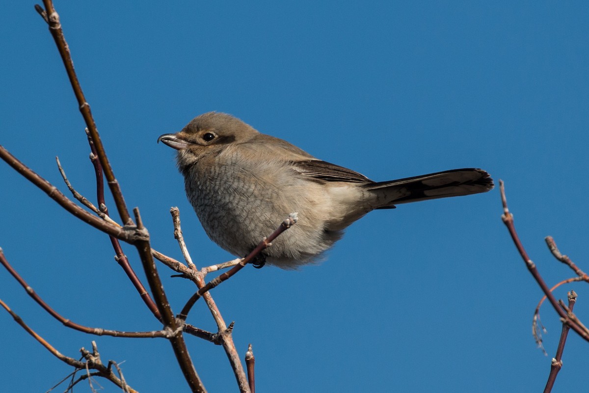 Northern Shrike - ML46970031