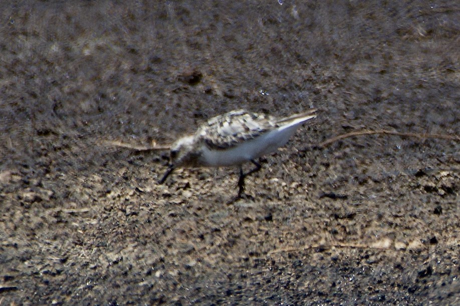 Bécasseau sanderling - ML469700531