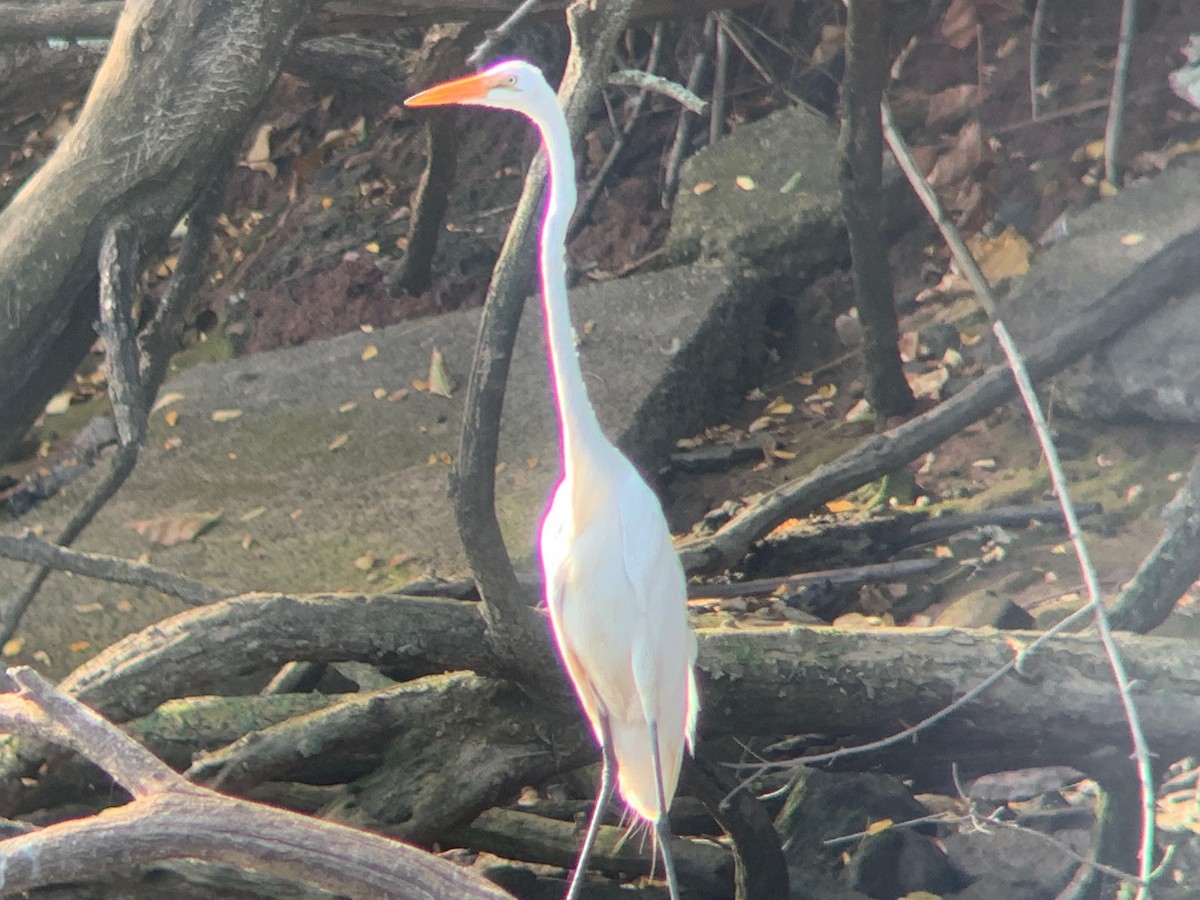 Great Egret - ML469700681