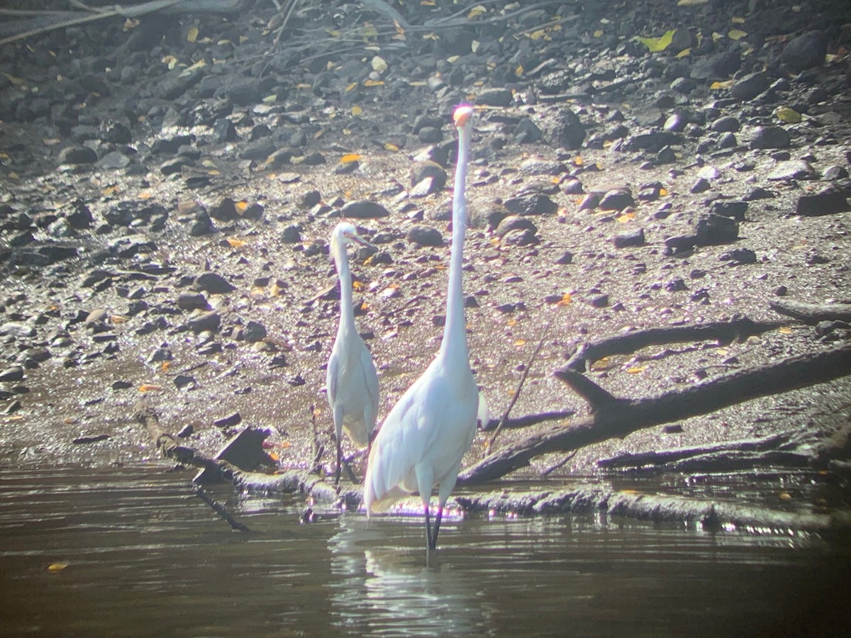 Snowy Egret - ML469700741