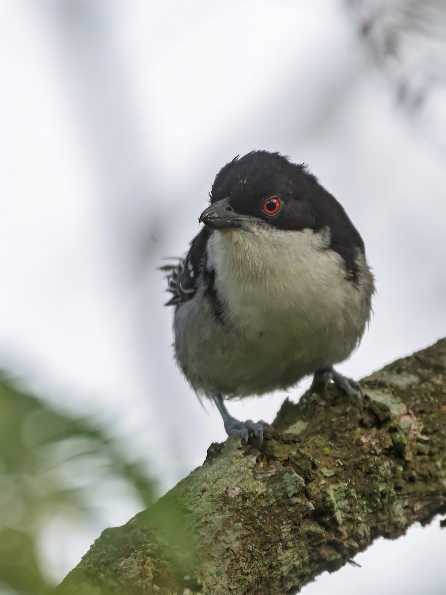 Great Antshrike - ML469701031