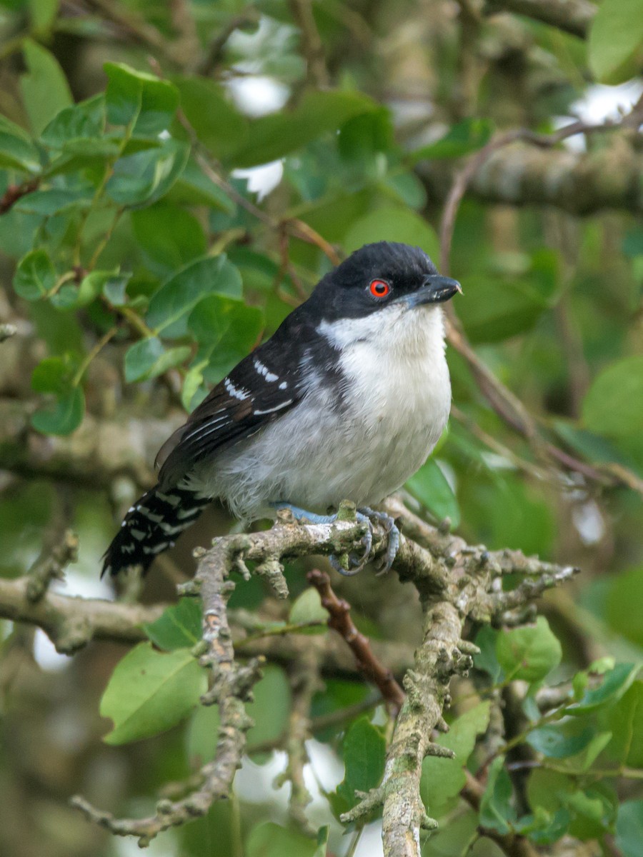 Great Antshrike - ML469701101