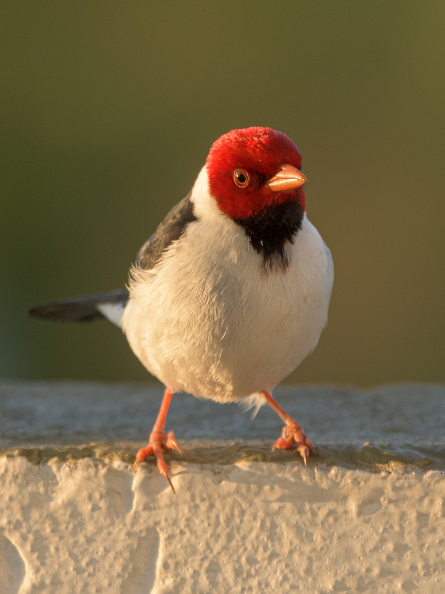 Yellow-billed Cardinal - Carlos Rossello