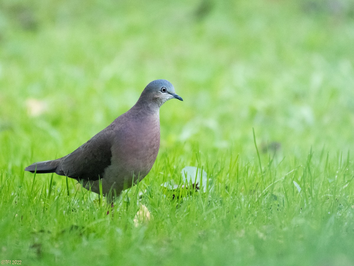 Tolima Dove - ML469701731