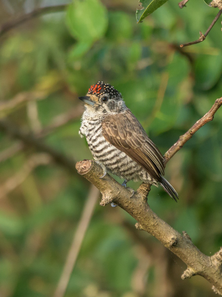 White-barred Piculet - Carlos Rossello