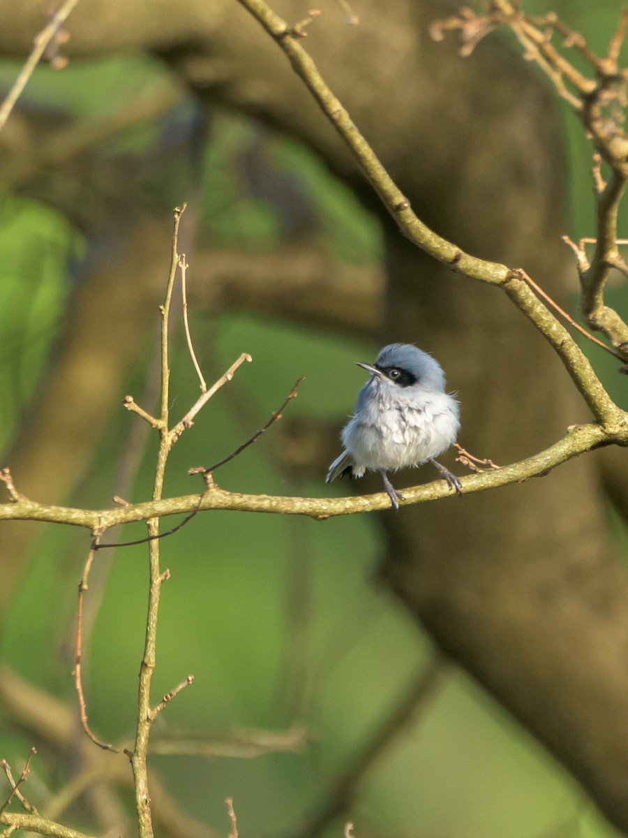 Masked Gnatcatcher - ML469702141