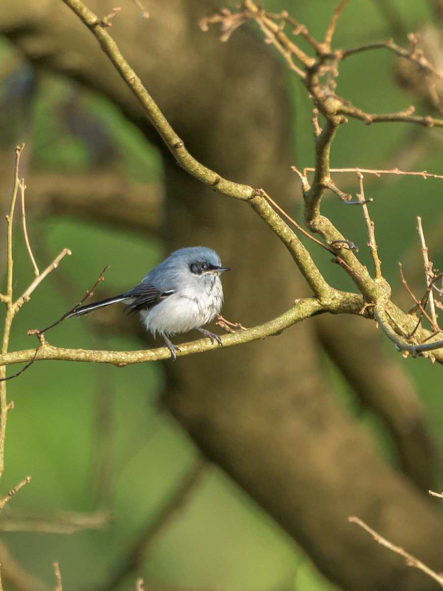 Masked Gnatcatcher - ML469702161