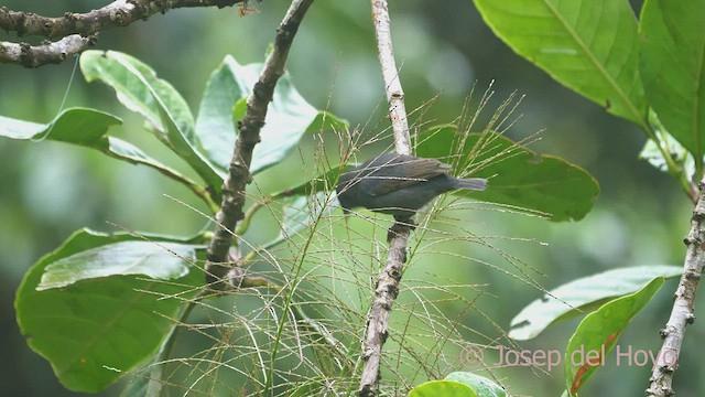 Slaty Finch - ML469702581