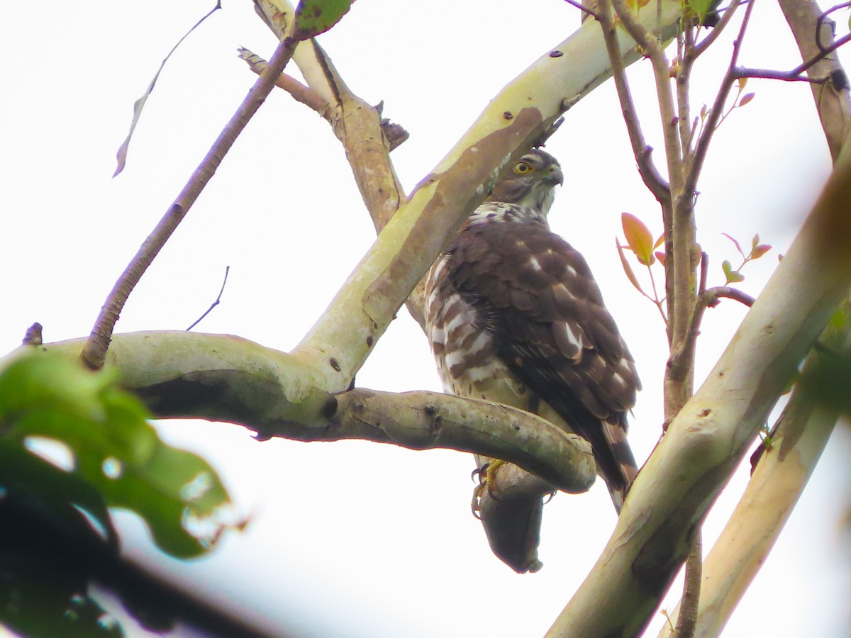 Besra - Rahul Pereira