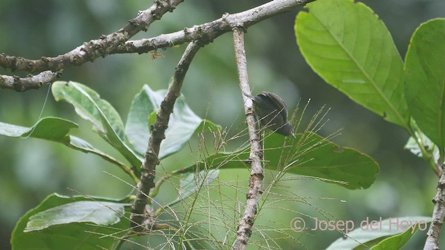 Slaty Finch - ML469703181