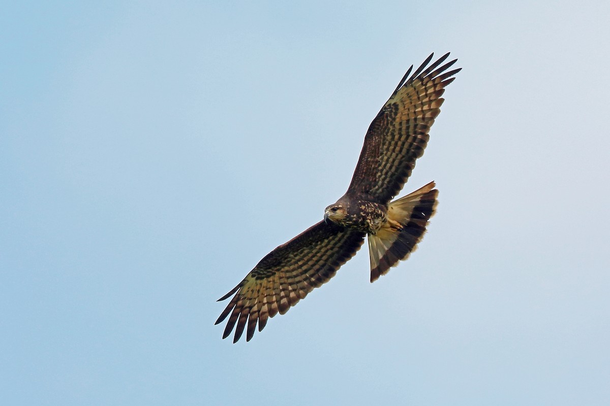 Snail Kite - ML46970341