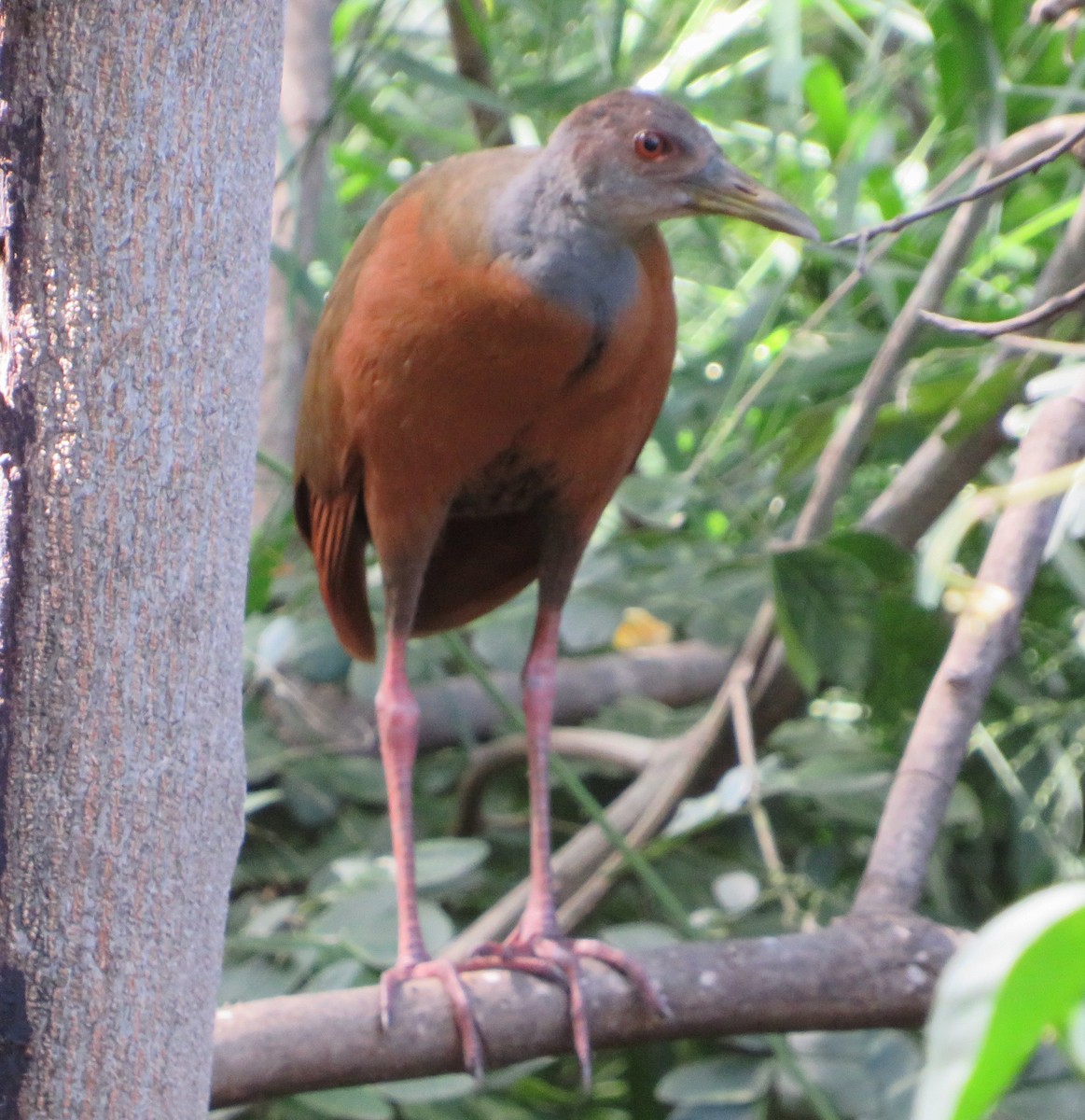 Gray-cowled Wood-Rail - Alfredo Correa