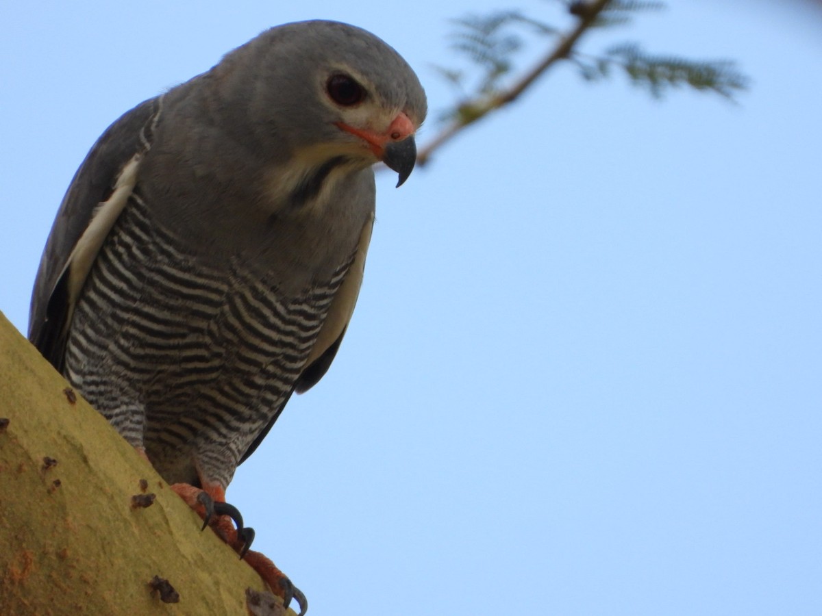Lizard Buzzard - ML469703451