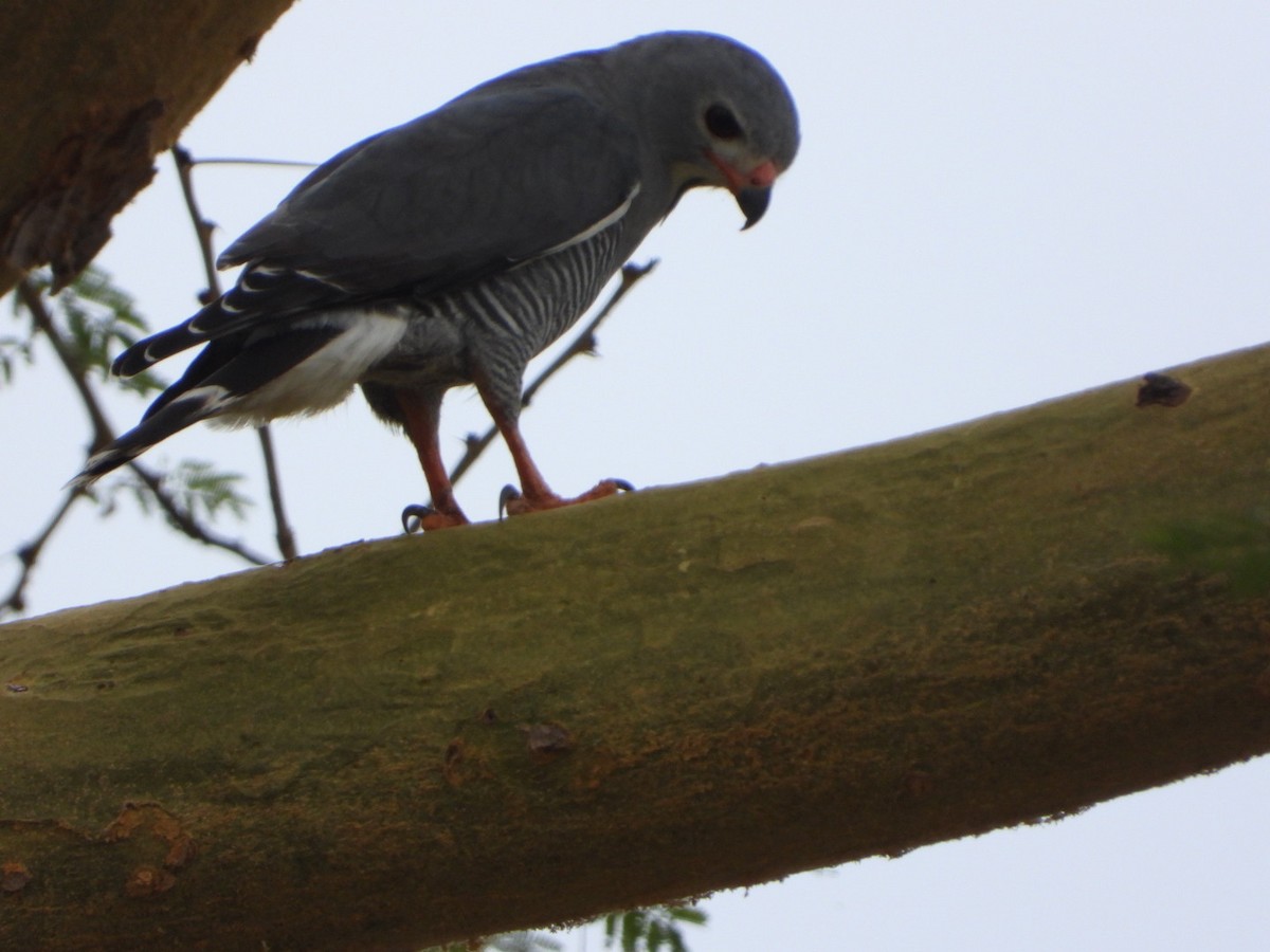 Lizard Buzzard - ML469703461