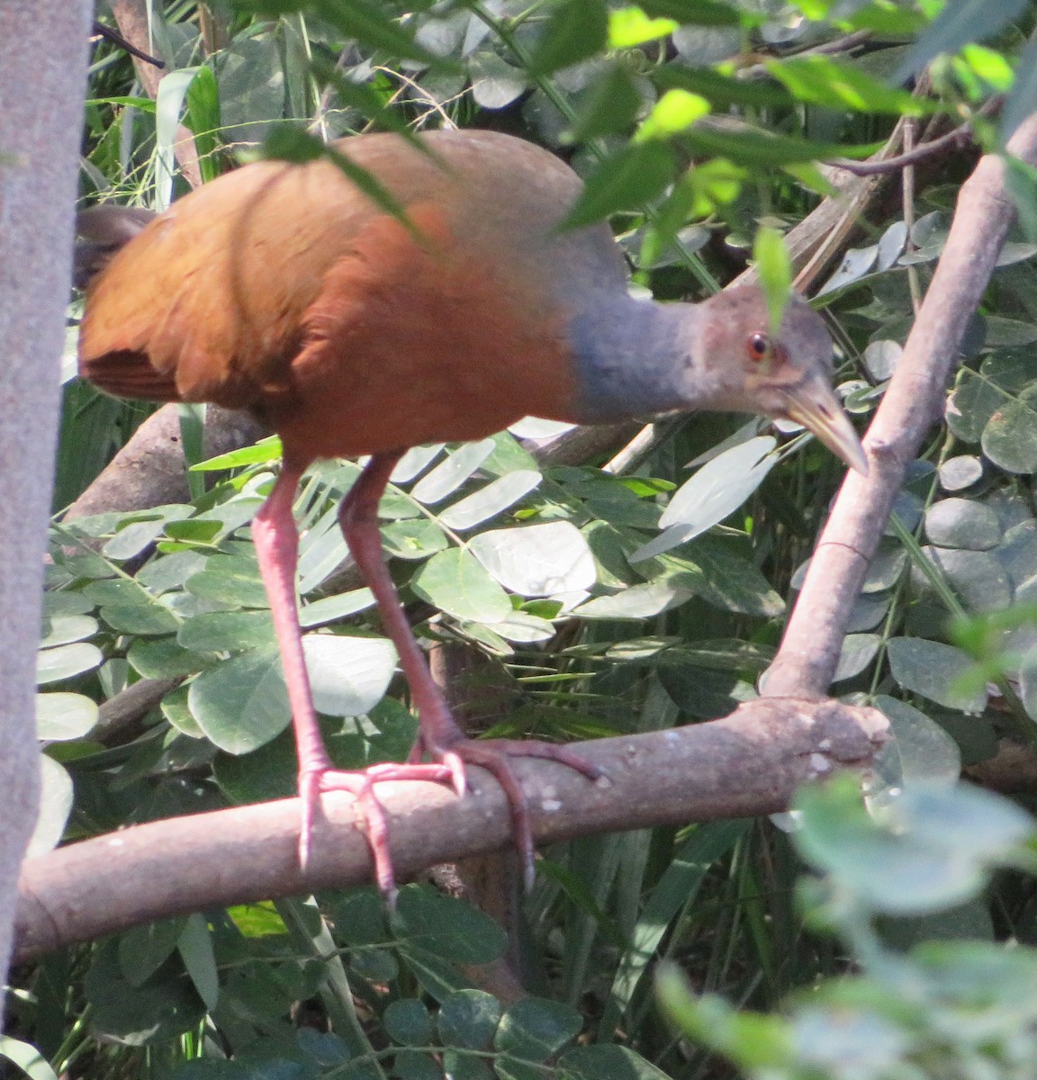 Gray-cowled Wood-Rail - ML469703481