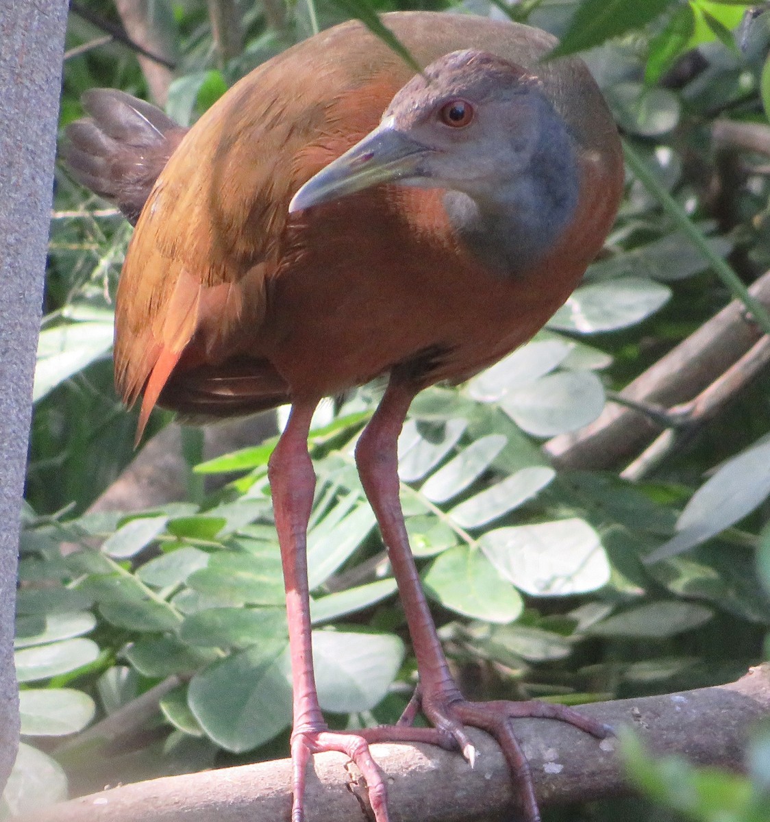 Gray-cowled Wood-Rail - Alfredo Correa