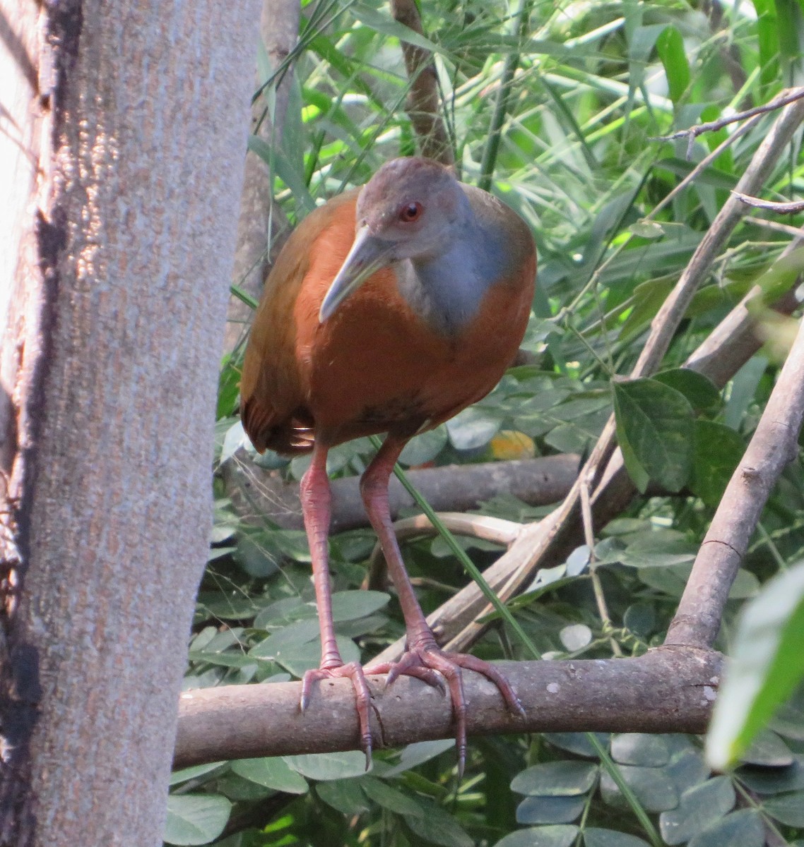 Gray-cowled Wood-Rail - ML469703521