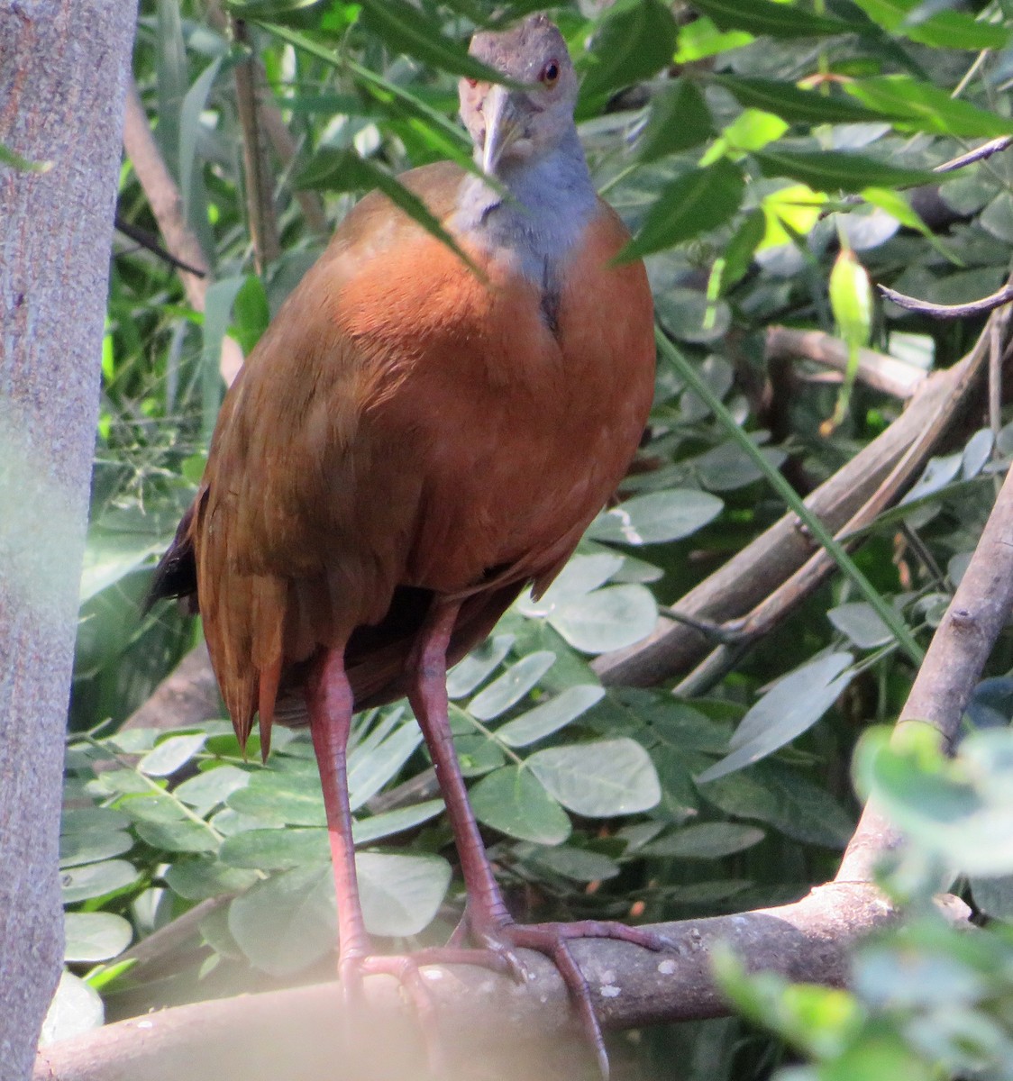 Gray-cowled Wood-Rail - Alfredo Correa