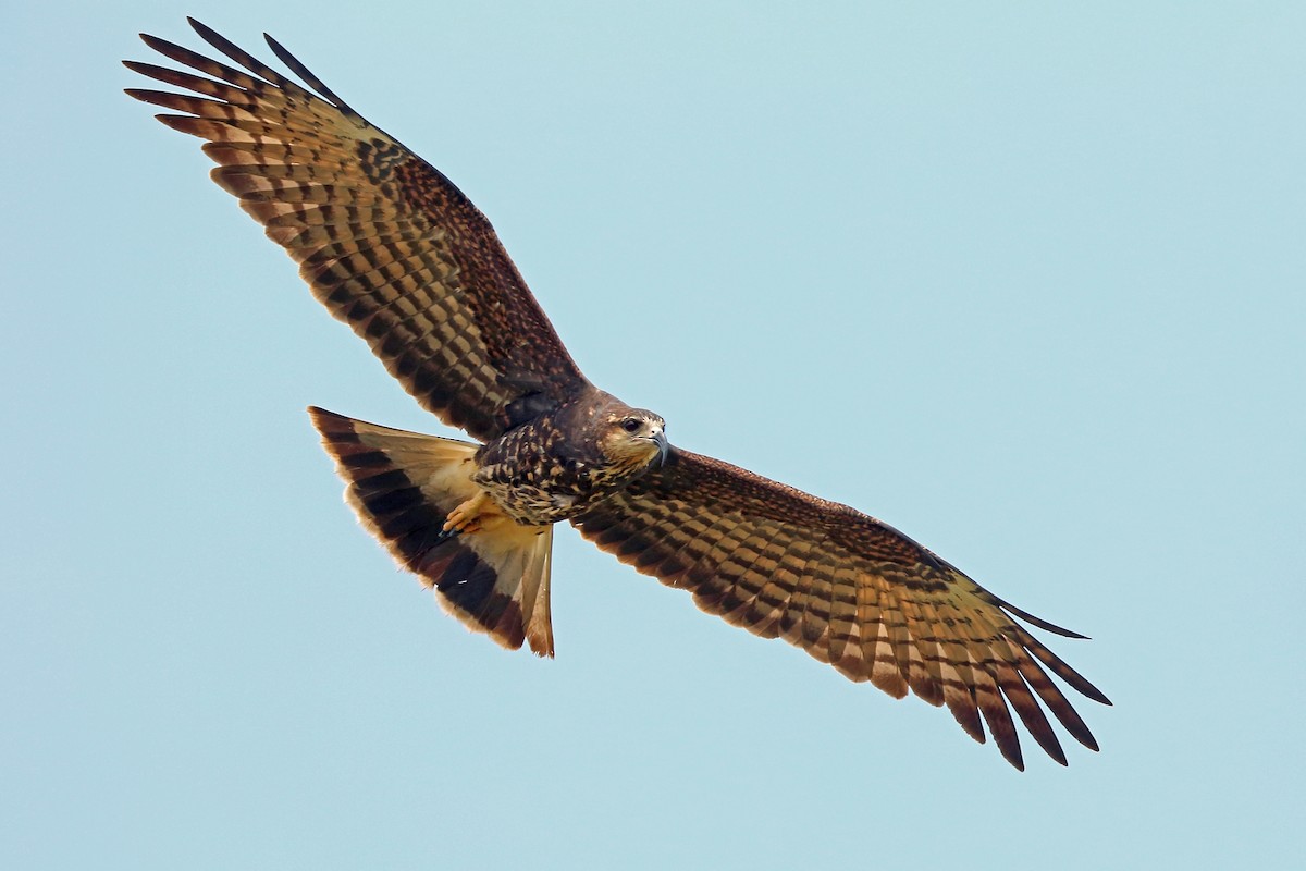 Snail Kite - ML46970381