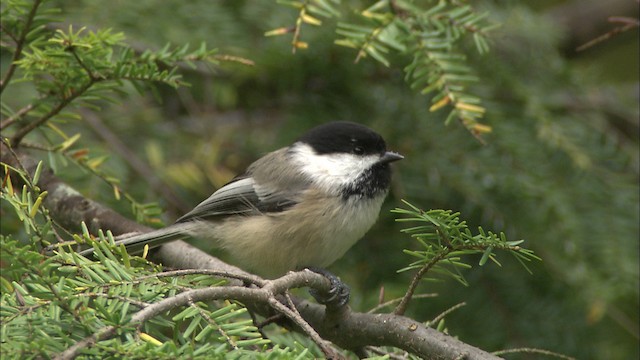 Black-capped Chickadee - ML469704